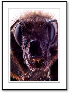 bumble-bee_051
