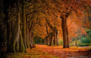 276578-11-autumn-colors-in-the-forest