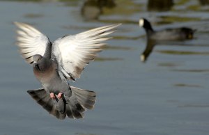 JR45709-pigeon-geronimo JR45709-pigeon-geronimo